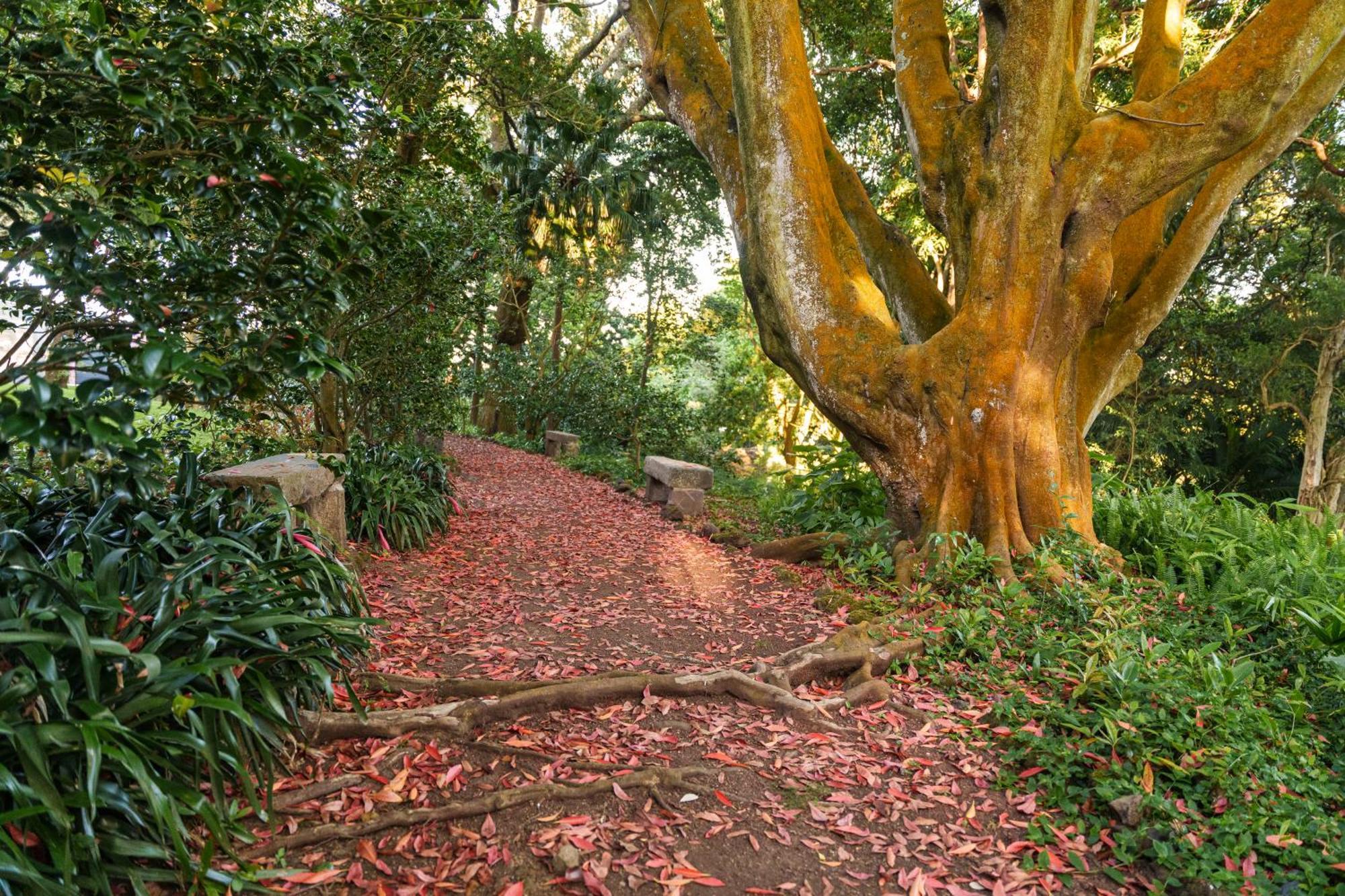 Solar Dos Cantos Botanic House & Garden Ponta Delgada Eksteriør billede